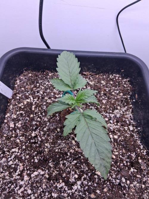Closet Cosmos F1 CBD RQS... Stars!. Week 2