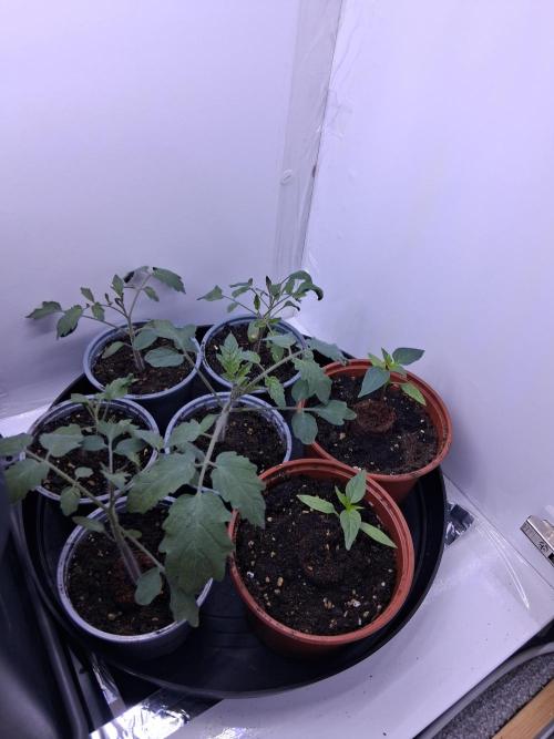 Closet Cosmos F1 CBD RQS... Stars!. Week 2