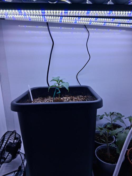 Closet Cosmos F1 CBD RQS... Stars!. Week 2