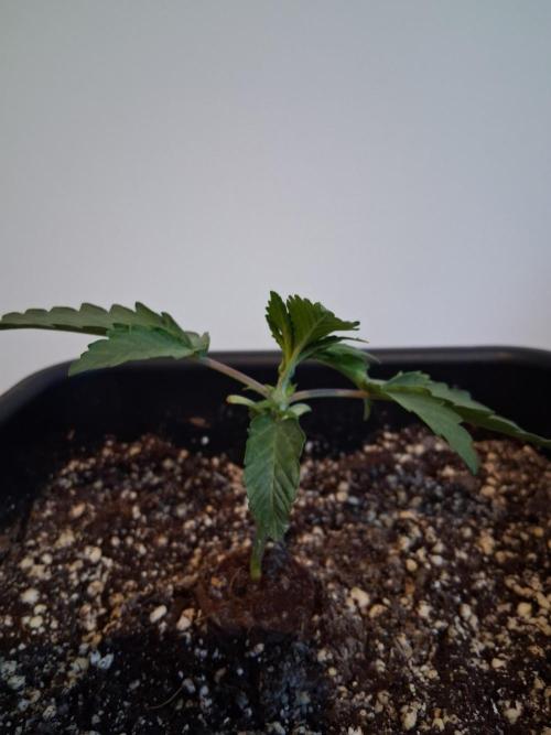 Closet Cosmos F1 CBD RQS... Stars!. Week 2