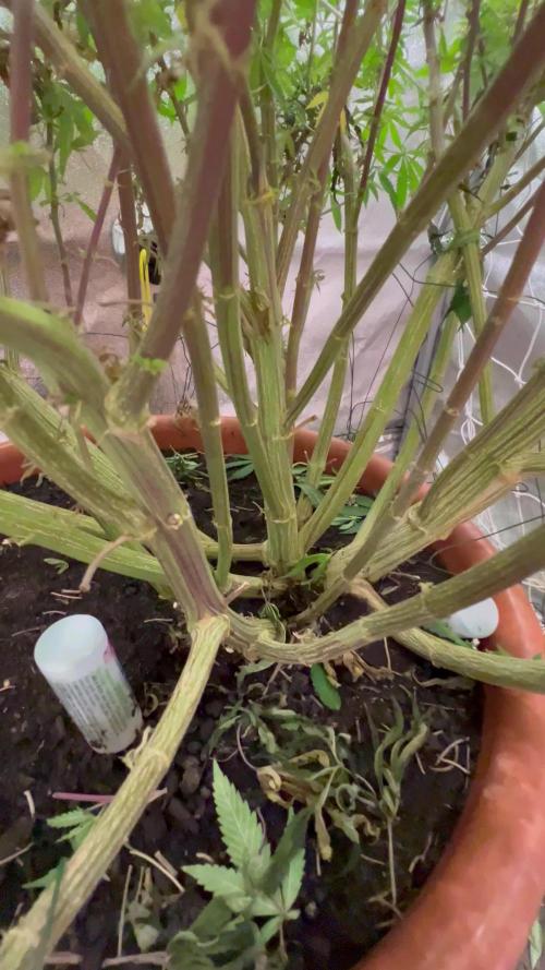 1Pound challenge Slipstream compound gen