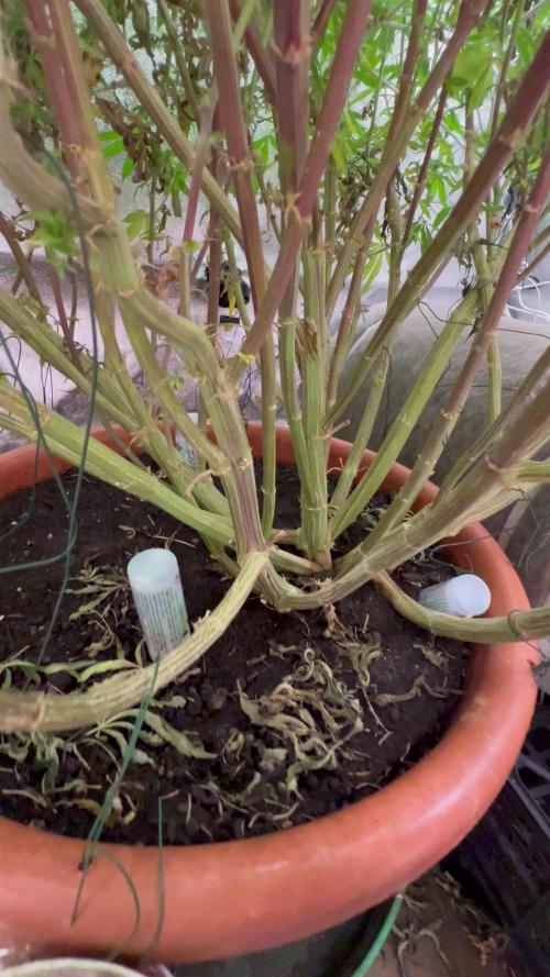 1Pound challenge Slipstream compound gen