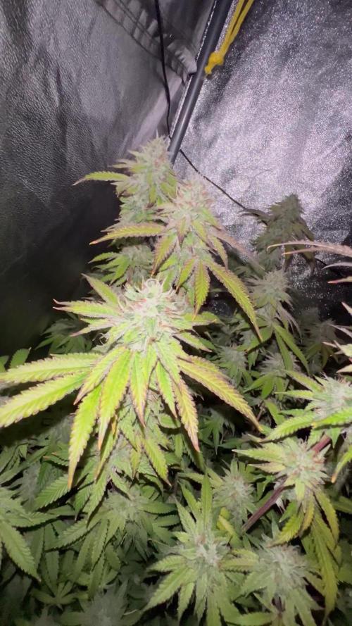 1Pound challenge Slipstream compound gen