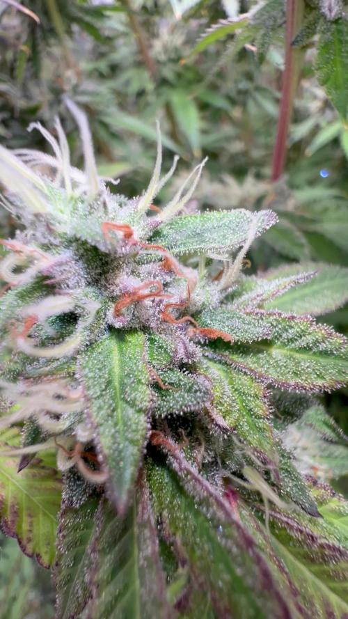 1Pound challenge Slipstream compound gen