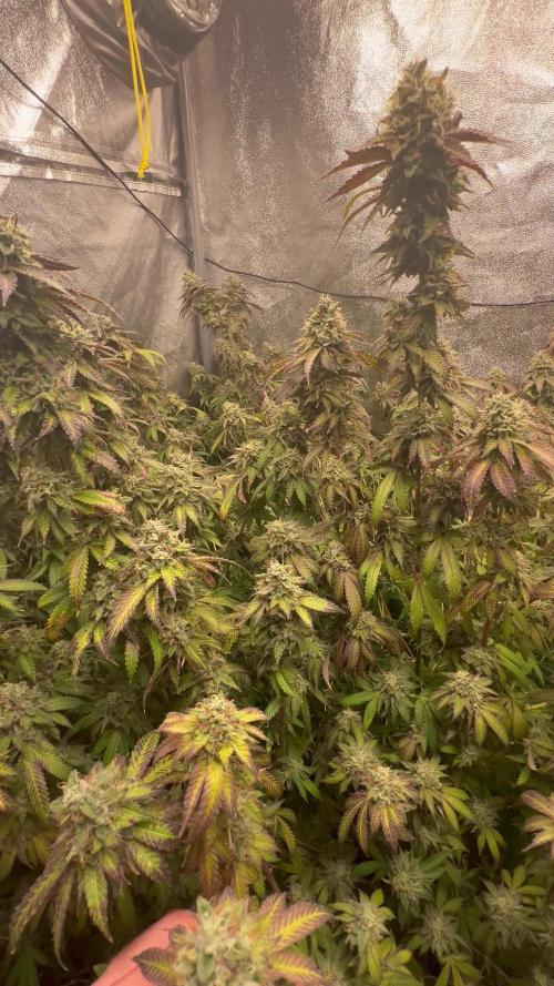 1Pound challenge Slipstream compound gen