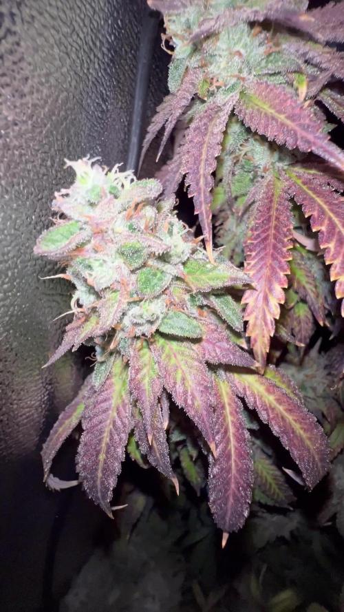 1Pound challenge Slipstream compound gen