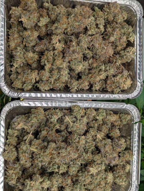 1Pound challenge Slipstream compound gen. Week 27