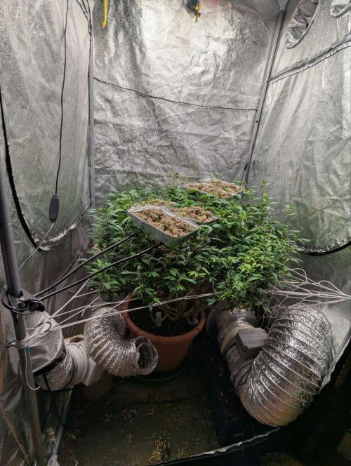 1Pound challenge Slipstream compound gen. Week 27