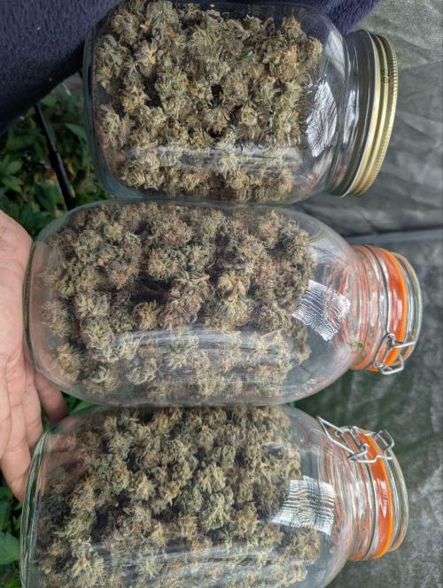 1Pound challenge Slipstream compound gen. Week 27