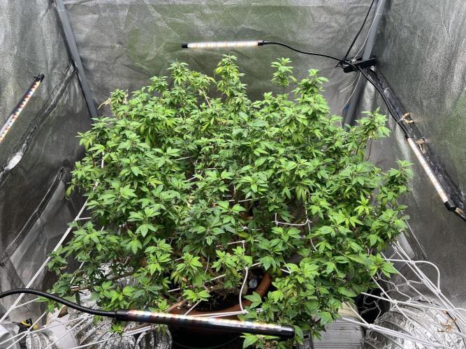 1Pound challenge Slipstream compound gen. Week 27 - Reveg 