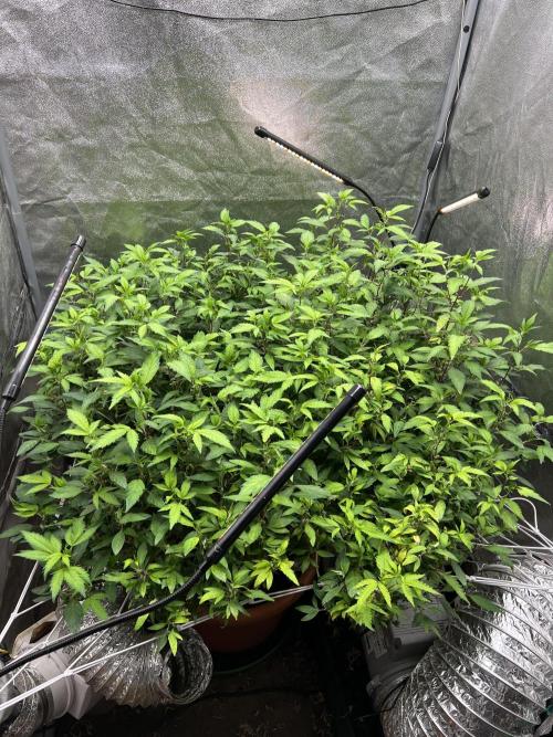 1Pound challenge Slipstream compound gen. Week 27