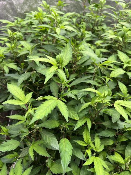 1Pound challenge Slipstream compound gen. Week 27