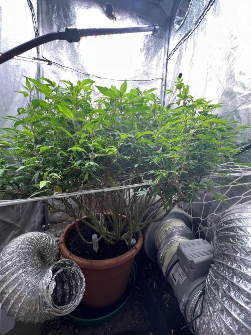 1Pound challenge Slipstream compound gen. Week 27