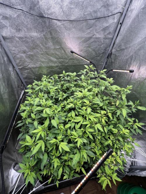 1Pound challenge Slipstream compound gen. Week 27