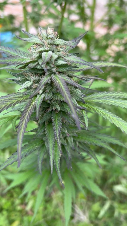 Purple punch outdoor 24