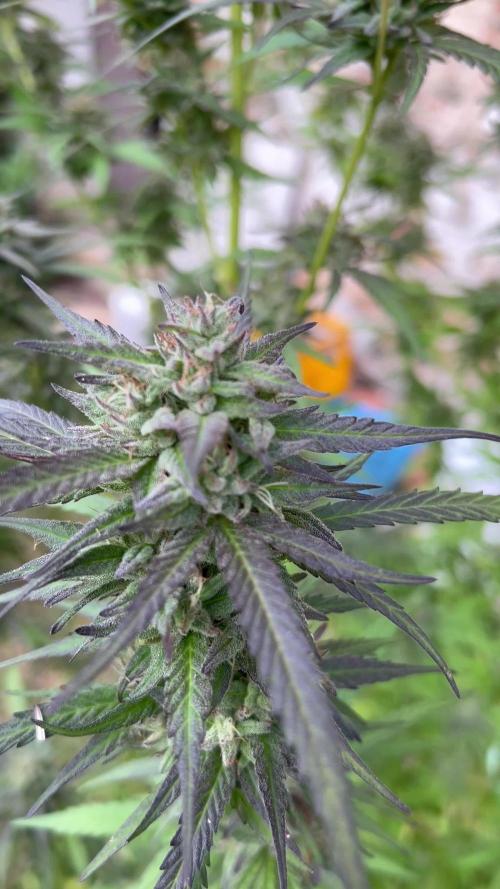 Purple punch outdoor 24