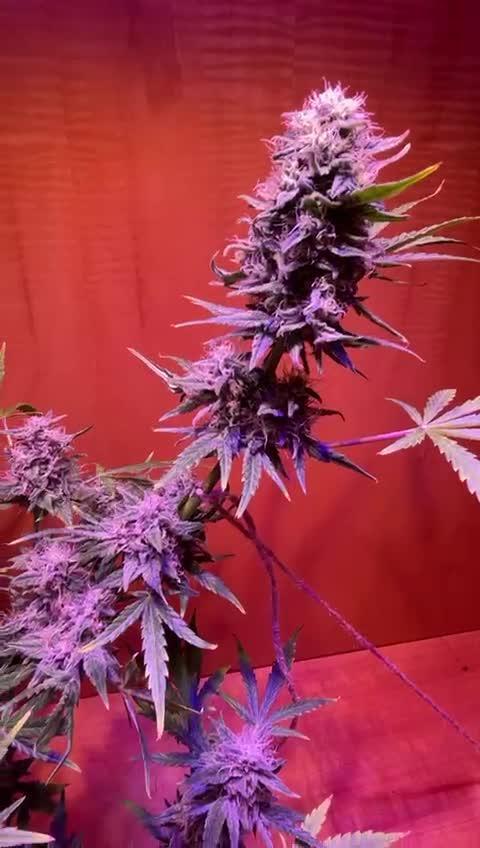 Micro Growing : Critical Auto