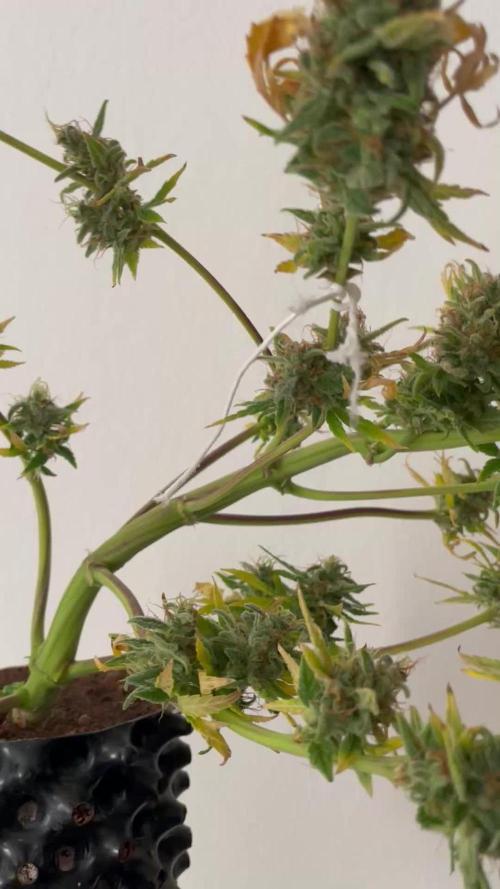 Micro Growing : Critical Auto