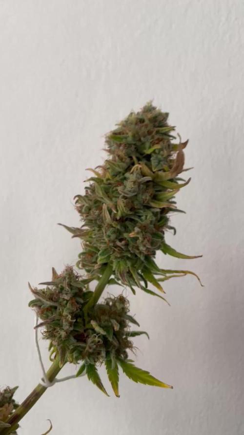 Micro Growing : Critical Auto