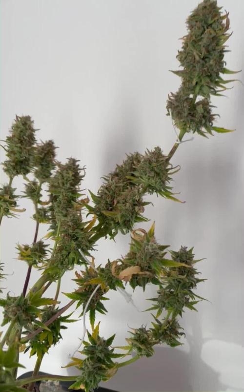 Micro Growing : Critical Auto