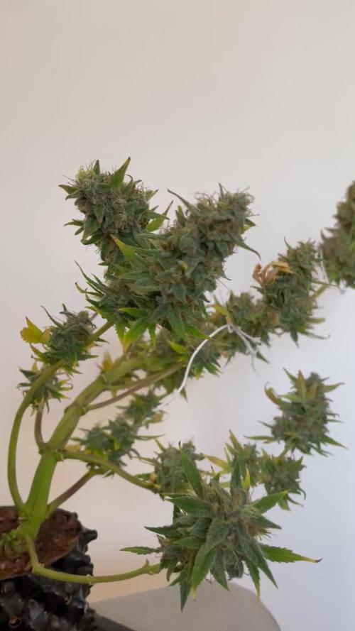 Micro Growing : Critical Auto