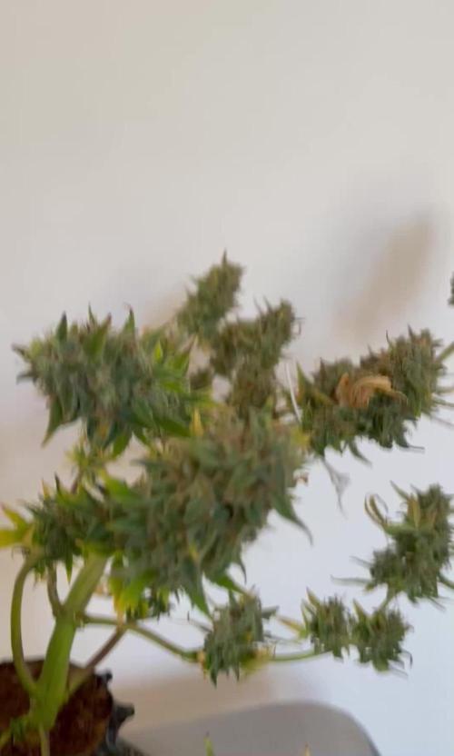 Micro Growing : Critical Auto