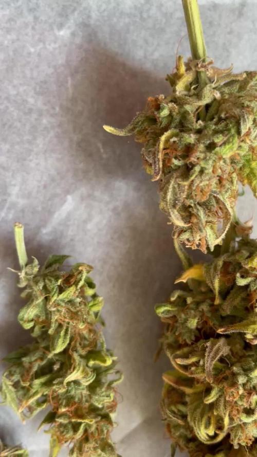 Micro Growing : Critical Auto
