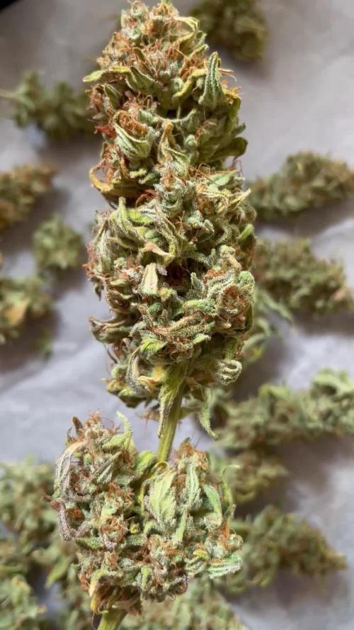 Micro Growing : Critical Auto
