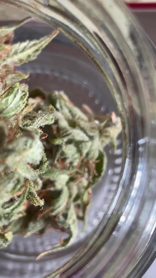 Micro Growing : Critical Auto