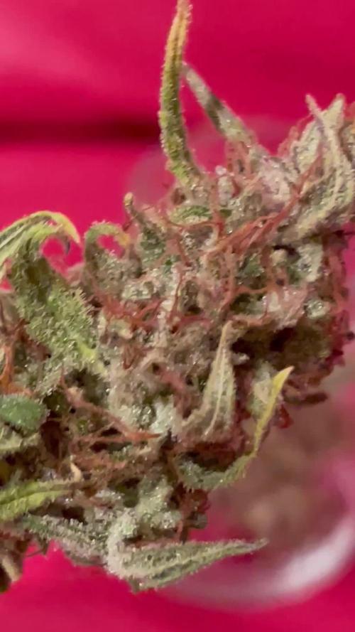 Micro Growing : Critical Auto