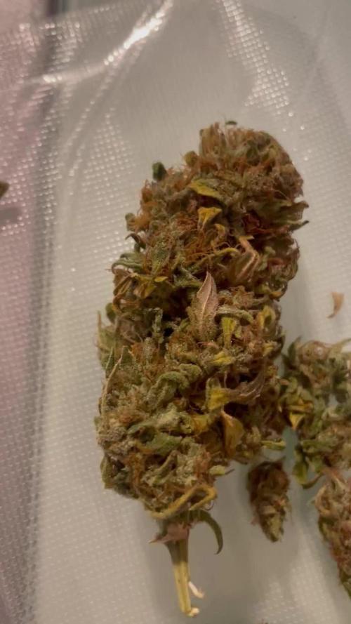 Micro Growing : Critical Auto