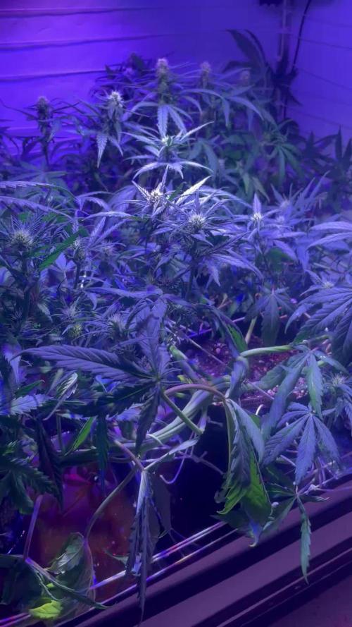 Bubble Hash - Critical Auto