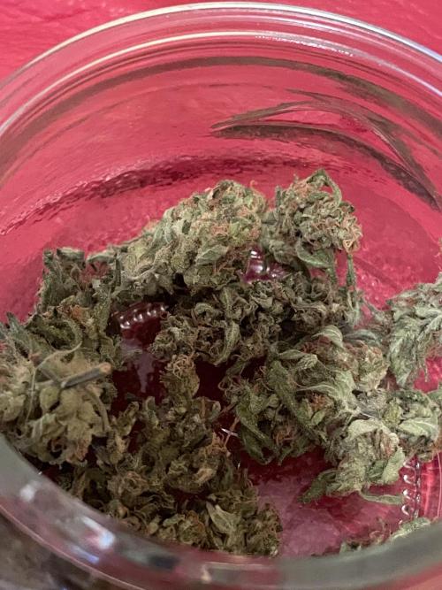 Micro Growing : Grapefruit Auto. Week 9 - Day #82