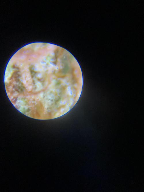 Micro Growing : Grapefruit Auto. Week 9 - Day #83