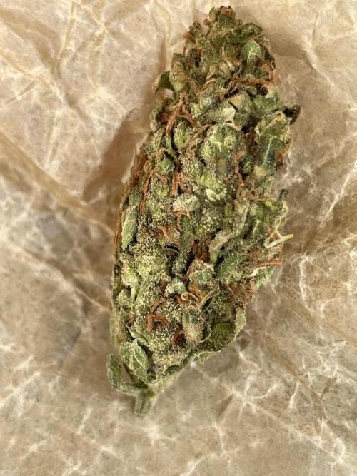 Micro Growing : Grapefruit Auto. Week 9 - Day #83