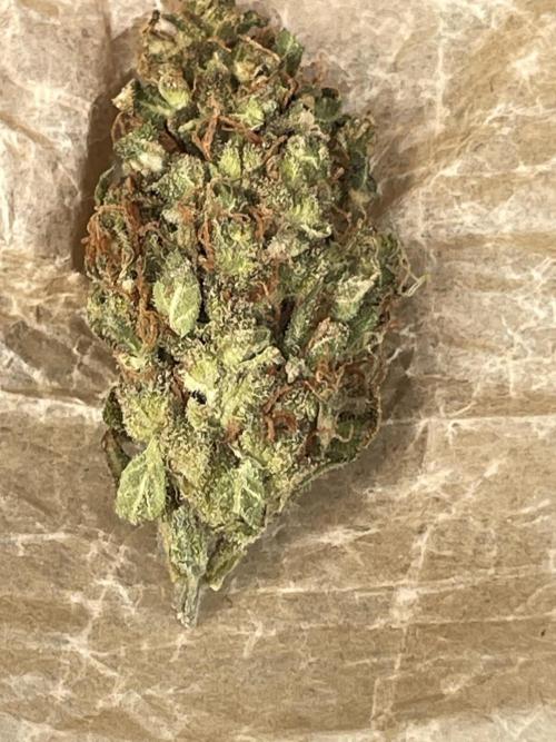 Micro Growing : Grapefruit Auto. Week 9 - Day #83