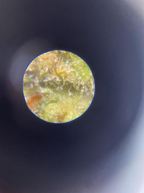 Micro Growing : Grapefruit Auto. Week 9 - Day #83