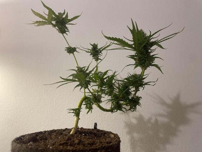 Micro Growing : LSD-25 Auto. Week 9 - Day # 60