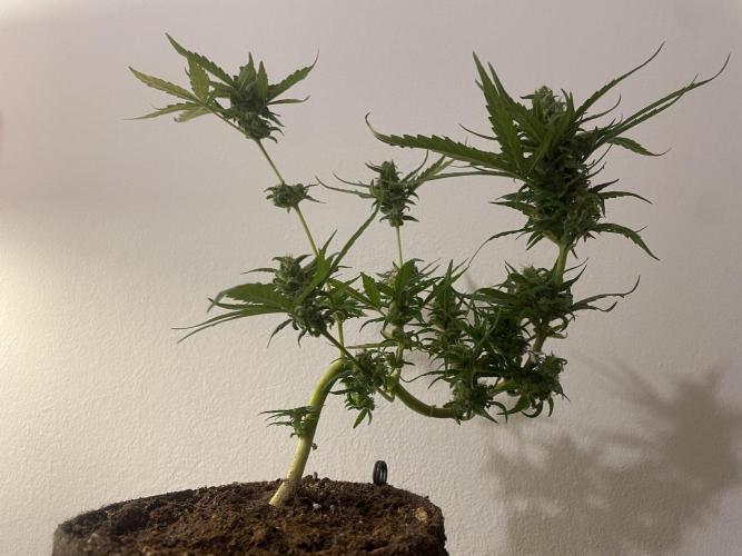 Micro Growing : LSD-25 Auto. Week 9 - Day # 60