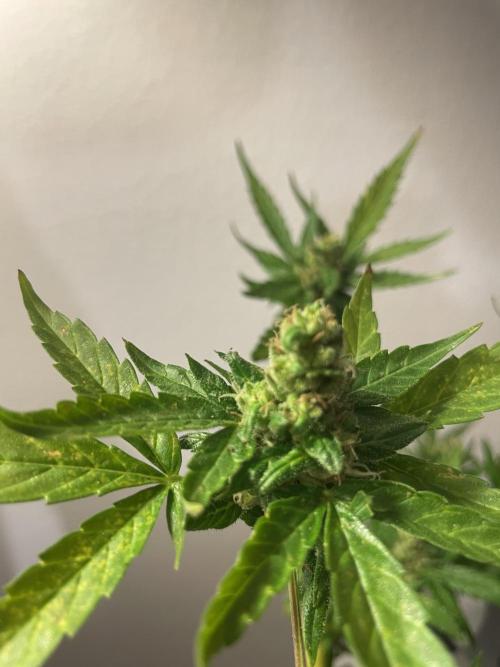 Micro Growing : LSD-25 Auto. Week 9 - Day # 60