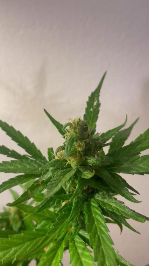 Micro Growing : LSD-25 Auto