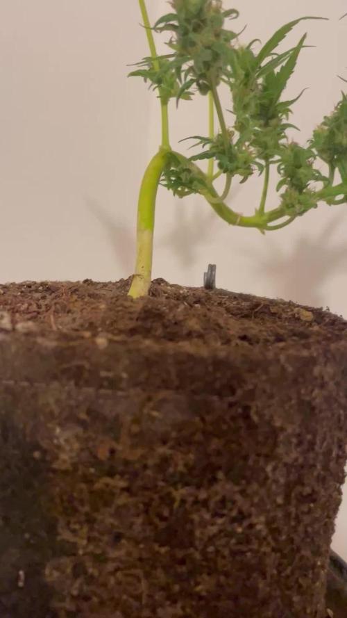 Micro Growing : LSD-25 Auto