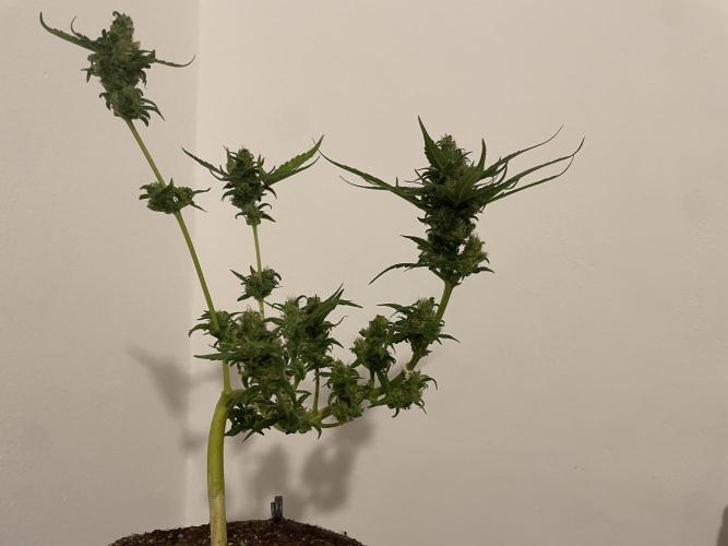 Micro Growing : LSD-25 Auto. Week 9 - Day # 61