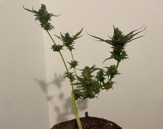 Micro Growing : LSD-25 Auto. Week 9 - Day # 61