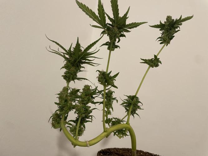 Micro Growing : LSD-25 Auto. Week 9 - Day # 61