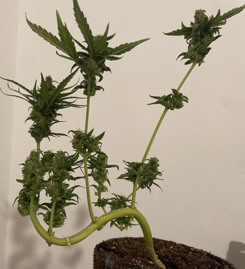 Micro Growing : LSD-25 Auto. Week 9 - Day # 61