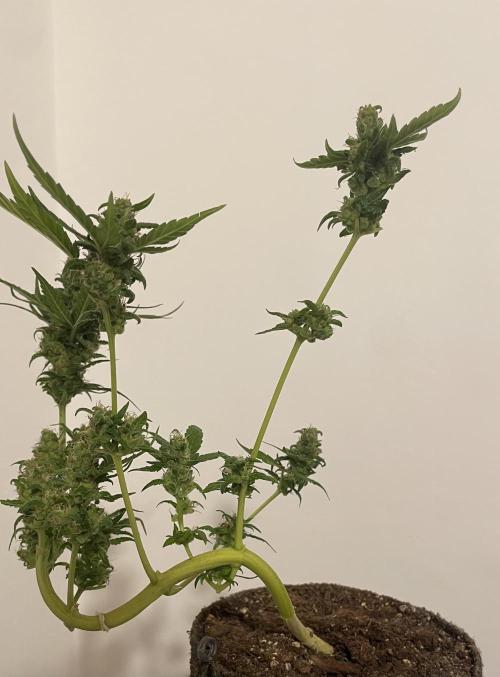 Micro Growing : LSD-25 Auto. Week 9 - Day # 61