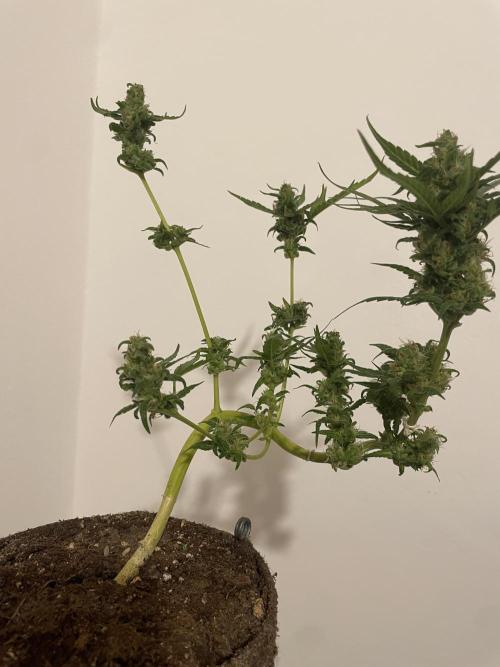 Micro Growing : LSD-25 Auto. Week 9 - Day # 61