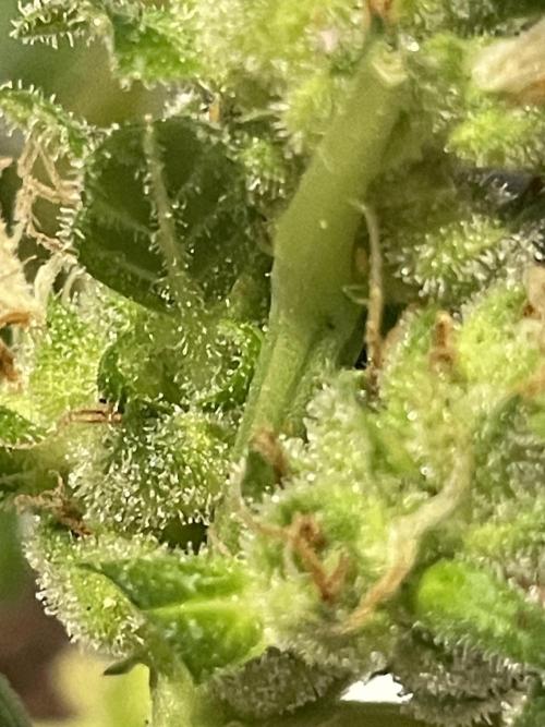 Micro Growing : LSD-25 Auto. Week 9 - Day # 61