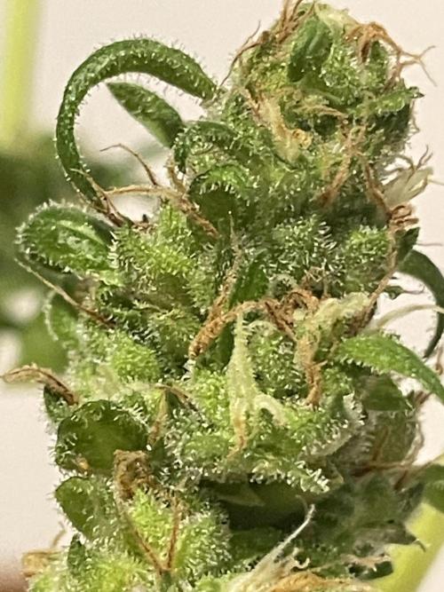 Micro Growing : LSD-25 Auto. Week 9 - Day # 61